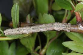 Attēlu rezultāti vaicājumam “Crocallis elinguaria larva”