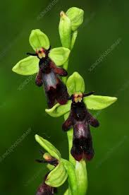 Attēlu rezultāti vaicājumam “Ophrys insectifera flower”