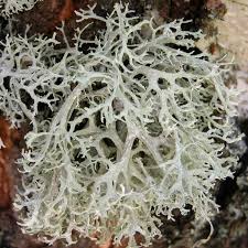 Attēlu rezultāti vaicājumam “Evernia prunastri”