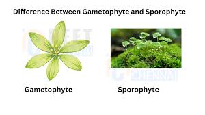 Attēlu rezultāti vaicājumam “sporophyte”
