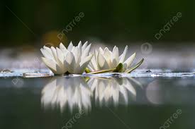 Attēlu rezultāti vaicājumam “Nymphaea alba leaf”