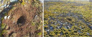 Attēlu rezultāti vaicājumam “Sanionia uncinata  sporophyte”