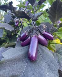 Afbeeldingsresultaat voor slim jim eggplant