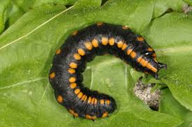 Attēlu rezultāti vaicājumam “Cucullia lucifuga”