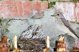 Attēlu rezultāti vaicājumam “Muscicapa striata nest”