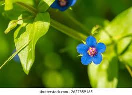 Attēlu rezultāti vaicājumam “Anagallis arvensis flower”