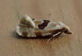 Attēlu rezultāti vaicājumam “Aethes margaritana”