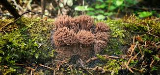 Attēlu rezultāti vaicājumam “Symphytocarpus flaccidus spores”