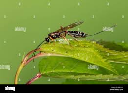 Attēlu rezultāti vaicājumam “Diphyus latebricola”