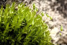Attēlu rezultāti vaicājumam “Grimmia muehlenbeckii sporophyte”