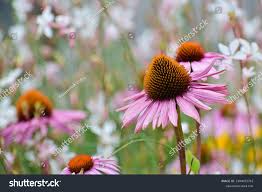 Attēlu rezultāti vaicājumam “Echinacea purpurea bud”