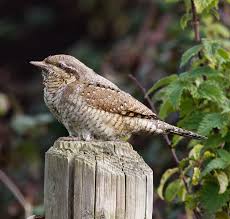 Attēlu rezultāti vaicājumam “Jynx torquilla”