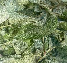 Attēlu rezultāti vaicājumam “Urtica dioica fruit”