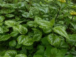 Attēlu rezultāti vaicājumam “Lamiastrum galeobdolon leaf”