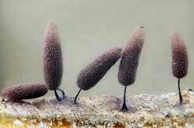 Attēlu rezultāti vaicājumam “Stemonitopsis hyperopta var. landewaldii”