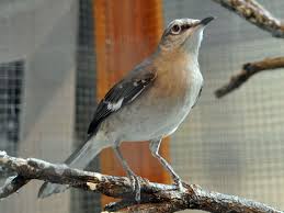 Image result for Mimus polyglottos