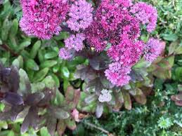 Attēlu rezultāti vaicājumam “Hylotelephium telephium flower”