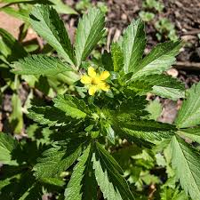 Attēlu rezultāti vaicājumam “Potentilla arenaria bud”