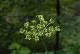 Attēlu rezultāti vaicājumam “Heracleum sphondylium subsp. sibiricum”