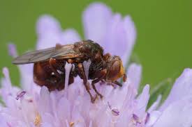 Attēlu rezultāti vaicājumam “Sicus ferrugineus”