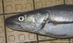 Image result for Merluccius merluccius