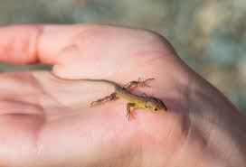 Attēlu rezultāti vaicājumam “Lacerta vivipara juvenile”