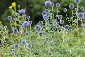 Image result for Echinops spaerocephalus