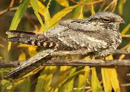 Attēlu rezultāti vaicājumam “Caprimulgus europaeus”