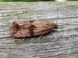 Attēlu rezultāti vaicājumam “Celypha striana”