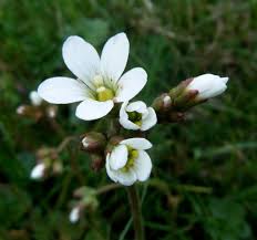 Attēlu rezultāti vaicājumam “Saxifraga granulata flower”