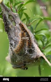 Attēlu rezultāti vaicājumam “Eriogaster lanestris”