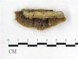 Attēlu rezultāti vaicājumam “Gloeophyllum trabeum”