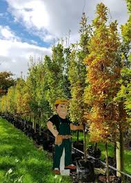 Attēlu rezultāti vaicājumam “Quercus robur Fastigiata”