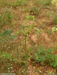 Attēlu rezultāti vaicājumam “Peucedanum oreoselinum flower”