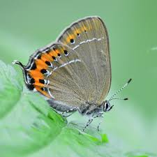 Attēlu rezultāti vaicājumam “Satyrium pruni”