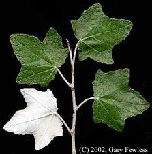 Attēlu rezultāti vaicājumam “Populus alba”