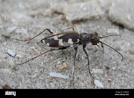 Attēlu rezultāti vaicājumam “Cicindela maritima”