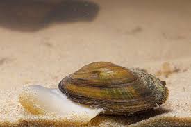 Attēlu rezultāti vaicājumam “Unio crassus”