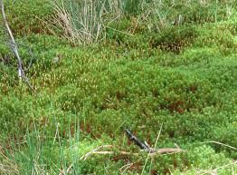 Attēlu rezultāti vaicājumam “Polytrichum commune”