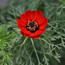 Image result for Adonis aestivalis