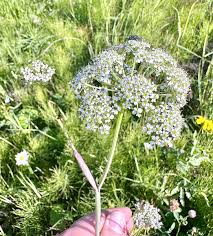 Attēlu rezultāti vaicājumam “Conioselinum tataricum”