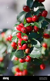 Attēlu rezultāti vaicājumam “Cotoneaster multiflorus fruit”