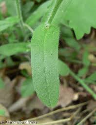 Attēlu rezultāti vaicājumam “Myosotis sylvatica leaf”