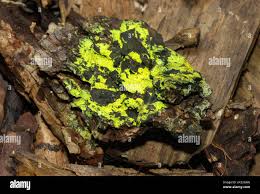 Attēlu rezultāti vaicājumam “Colloderma robustum macro”