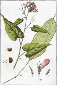 Attēlu rezultāti vaicājumam “Lunaria rediviva leaf”