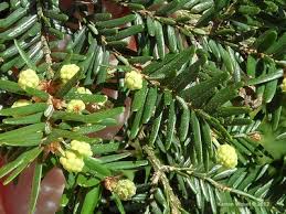 Attēlu rezultāti vaicājumam “Tsuga canadensis”