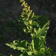 Attēlu rezultāti vaicājumam “Chenopodium bonus-henricus leaf”