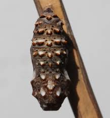 Attēlu rezultāti vaicājumam “Melitaea phoebe underside”