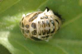 Attēlu rezultāti vaicājumam “Calvia quatuordecimguttata”