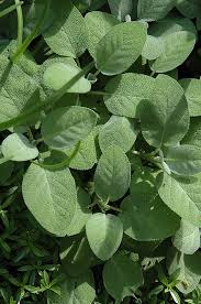 Image result for Salvia officinalis